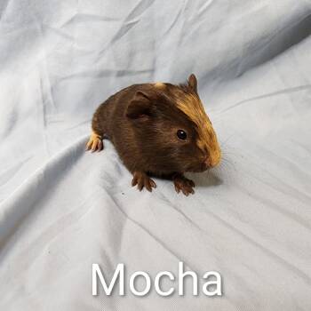 Rescue Guinea Pig Guinea Pigs for Adoption in Decatur, Georgia - Mocha(bonded With Cappuccino) | PetCurious